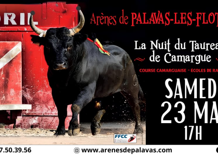 La nuit du taureau de Camargue