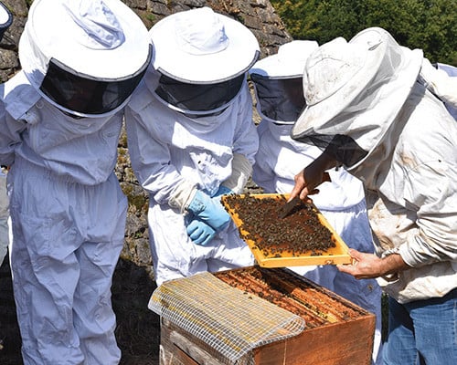 Initiation à l’apiculture