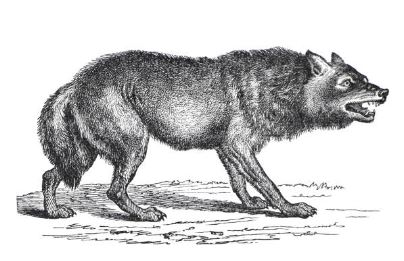Visite famille "Le loup à Nouzilly et en gâtine tourangelle"