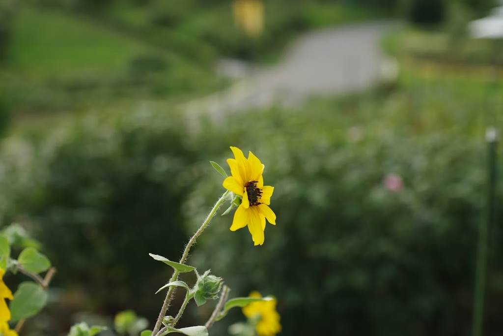 À la découverte des fleurs (IV) : La flore estivale des bords de chemins
