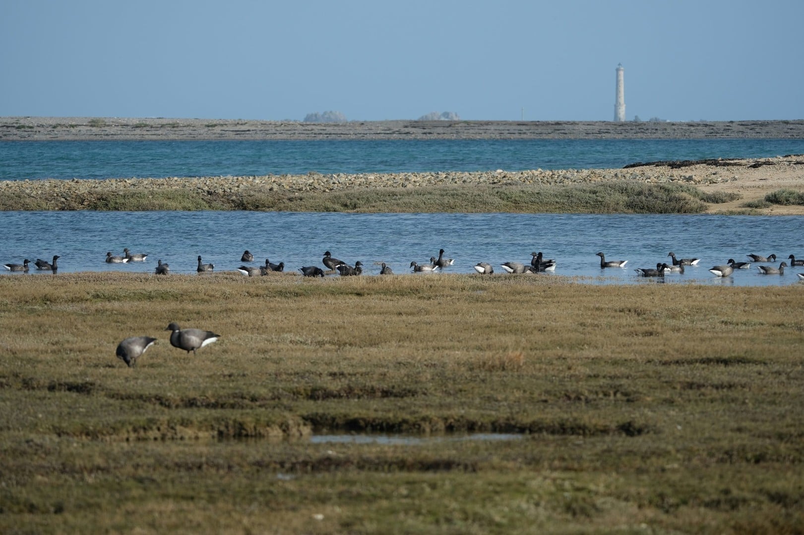 Séance d’observation et de reconnaissance des oiseaux migrateurs