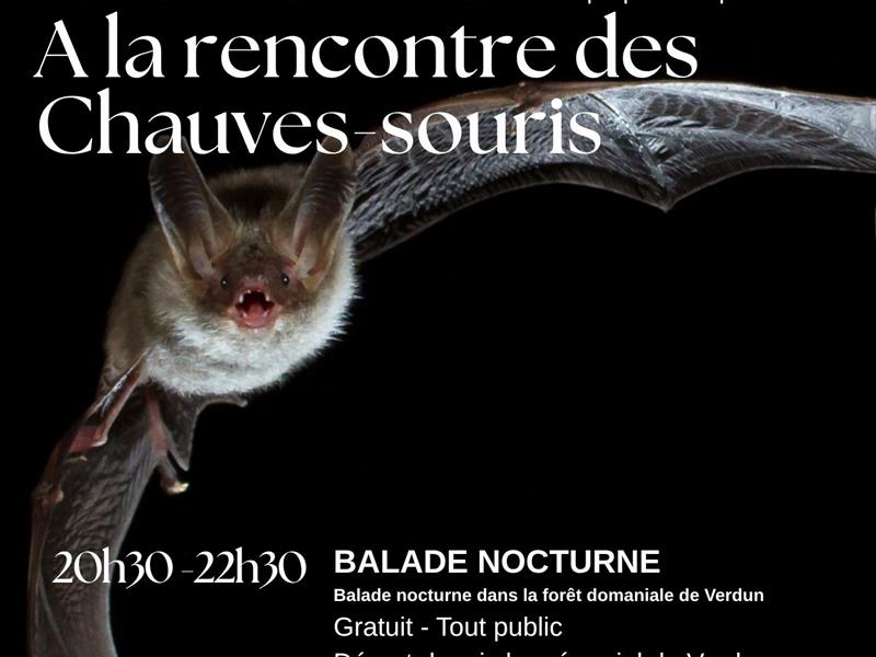 Visite guidée 'A la rencontre des chauves-souris '