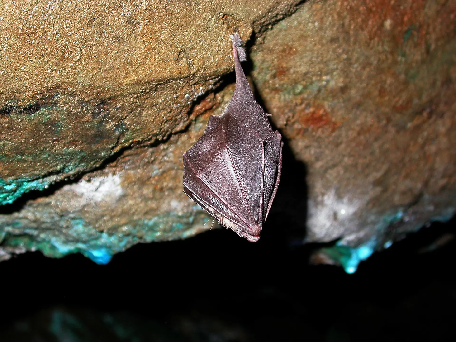 Nuit de la chauve-souris