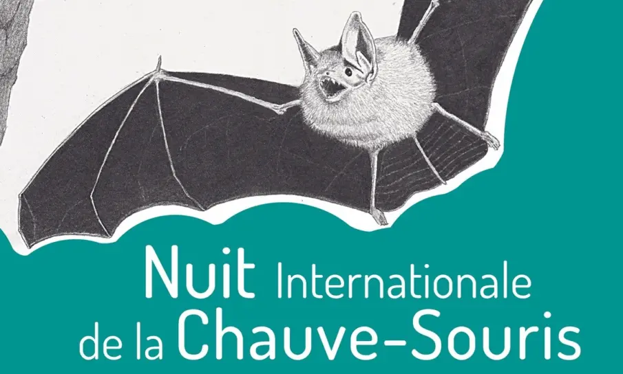 Nuit de la chauve-souris à Boscodon