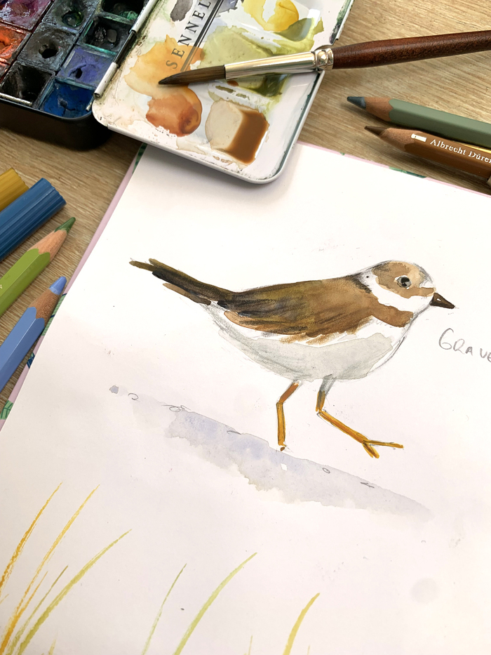 Atelier d’été : initiation à l’aquarelle et découverte de la biodiversité locale