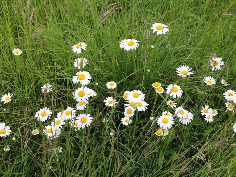 Rendez-vous au jardin des quatres saisons