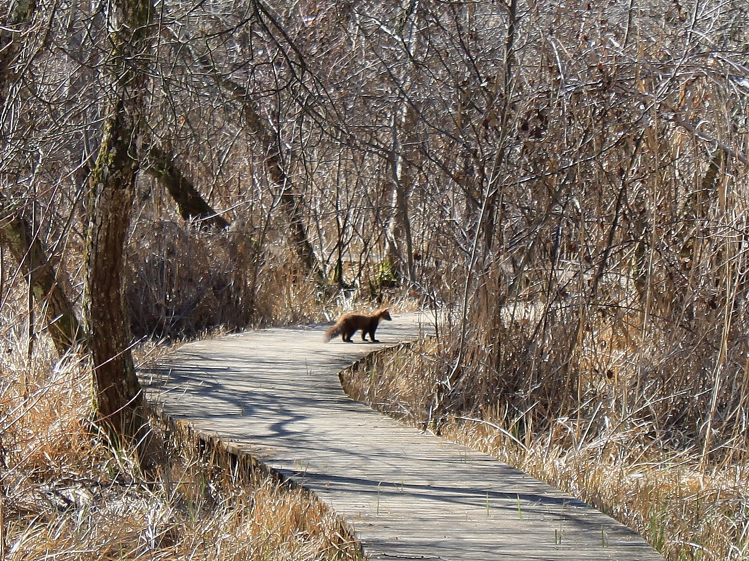 Marais de Bonnefont "Les arbres et leur santé"