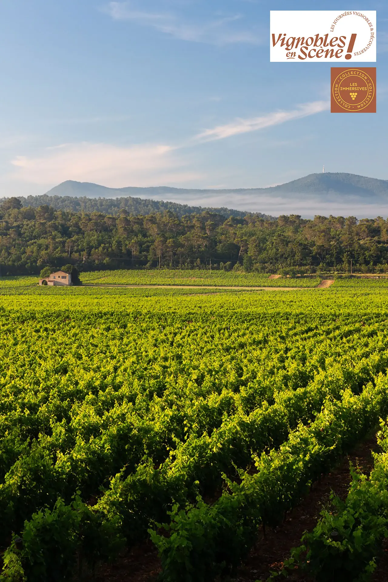 Verticales en rouges et blancs à Château Gasqui
