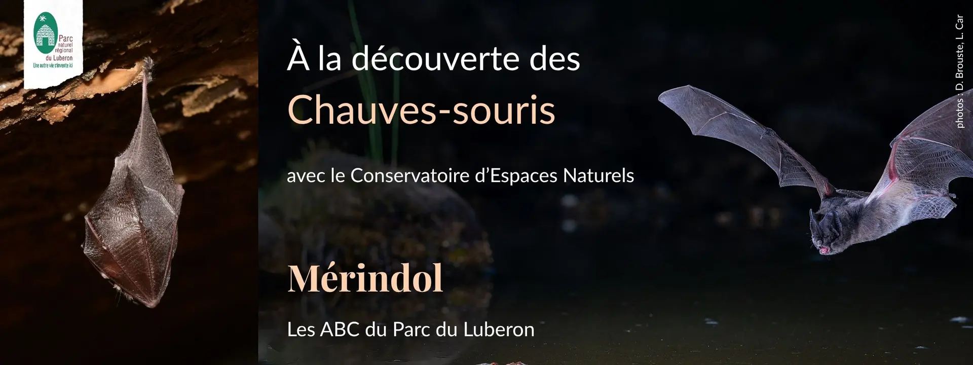 À la découverte des chauves-souris à Mérindol