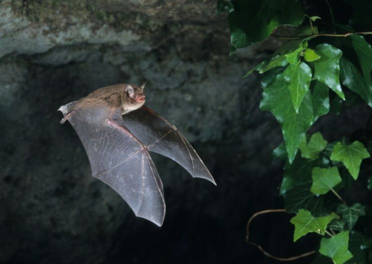 NUIT INTERNATIONALE DE LA CHAUVE SOURIS