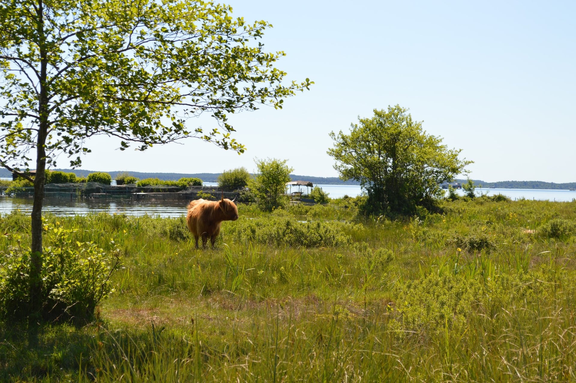 Découverte des prairies au bord du lac de Sanguinet