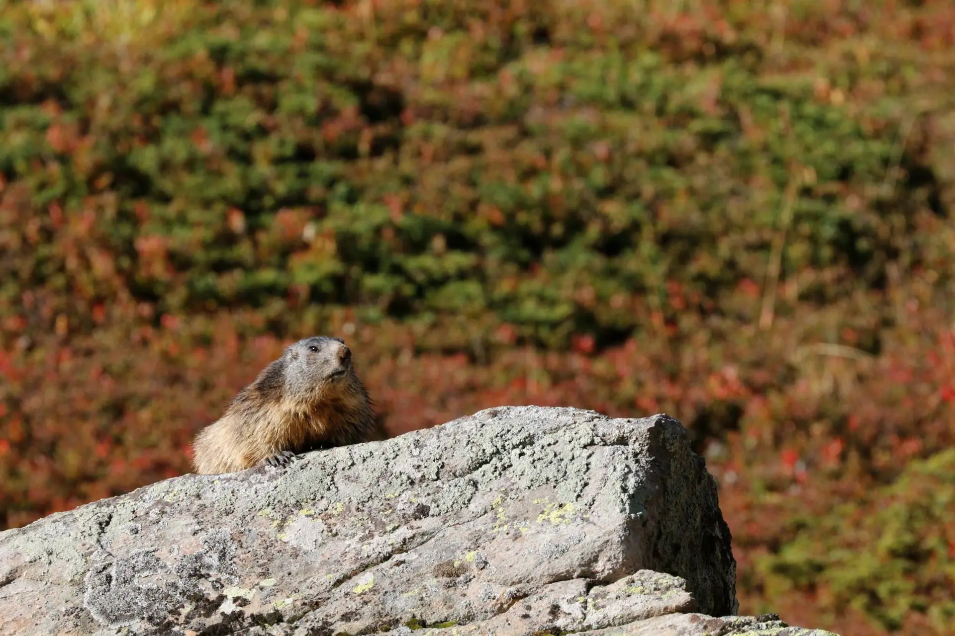 Rdv avec un garde-moniteur : histoires de marmottes