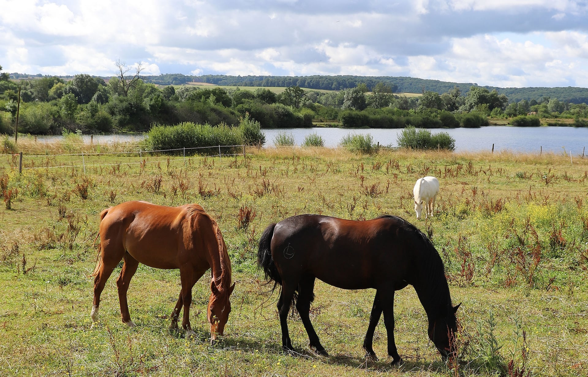 Naturellement visites : Visites du 9équin