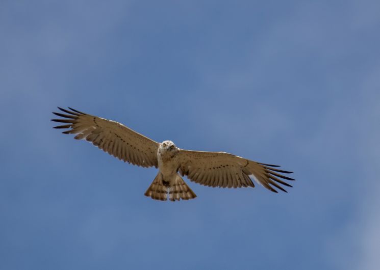 Sortie ornithologique sur les crêtes de Lautrec