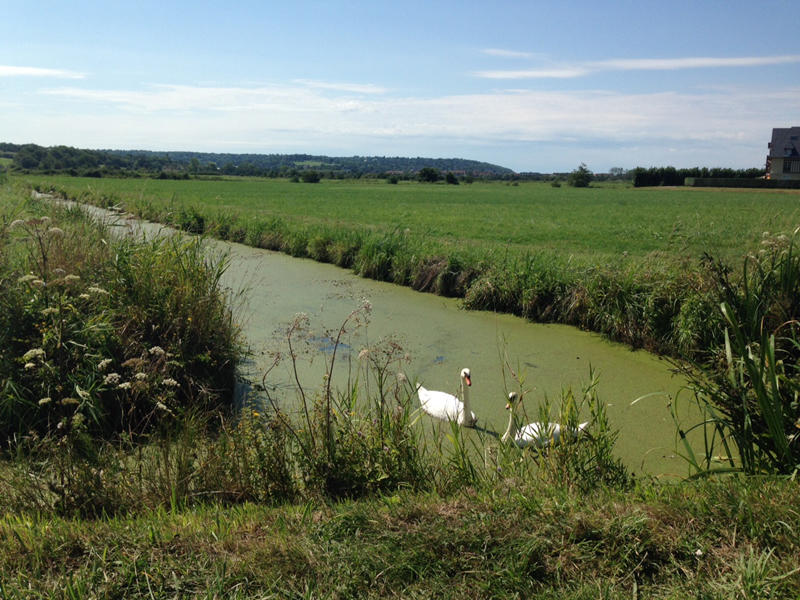 Balade ornithologique : "Les oiseaux du marais"
