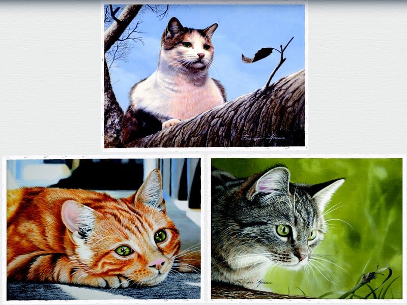 Exposition de photographies au Village Fromager - Livarot