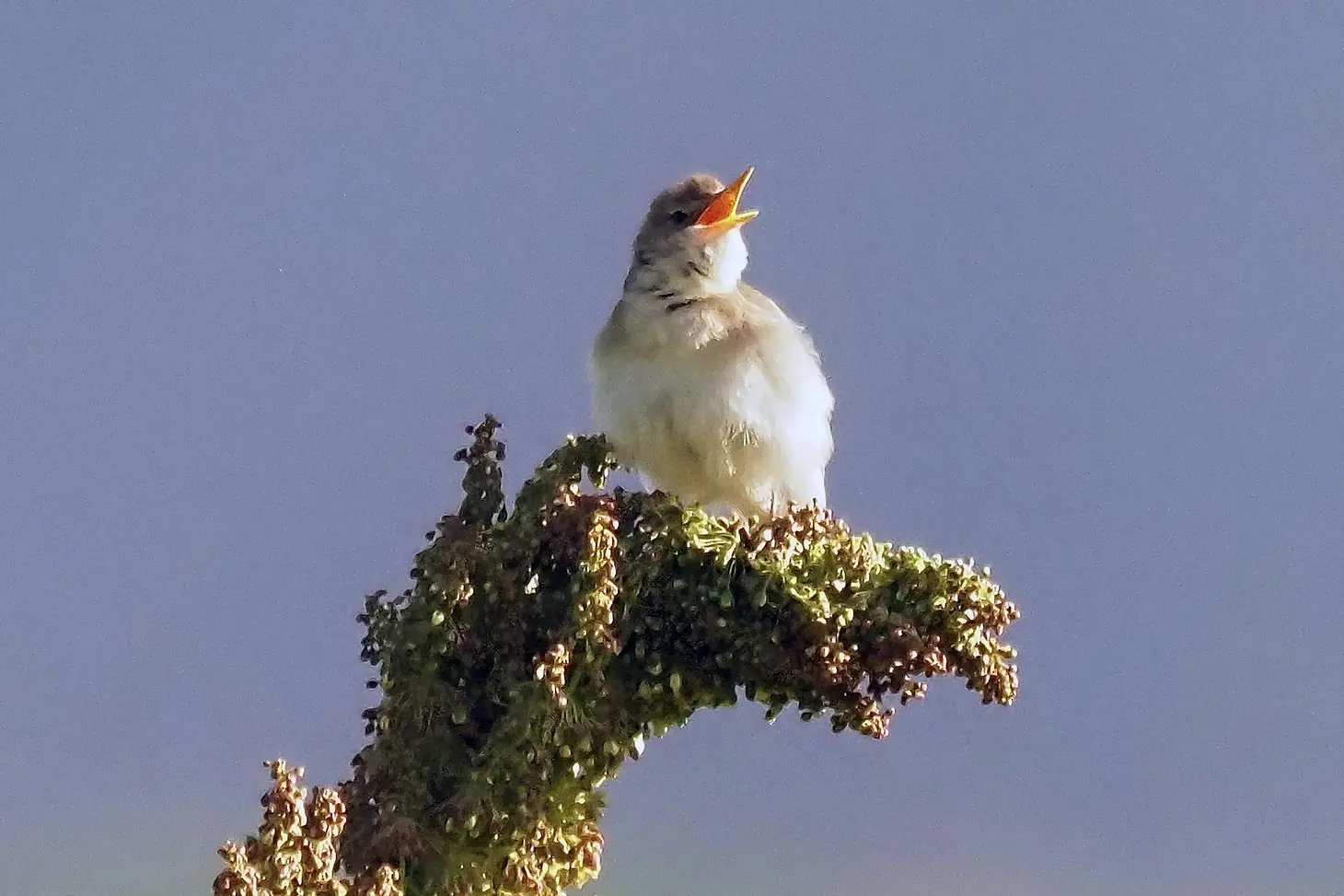 Observation des oiseaux du jardin du Lautaret