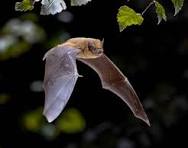 Eté Actif : A la rencontre des demoiselles de la nuit : les chauves-souris