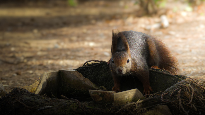 Balade naturaliste : "L’écureuil, petit artiste de la forêt"