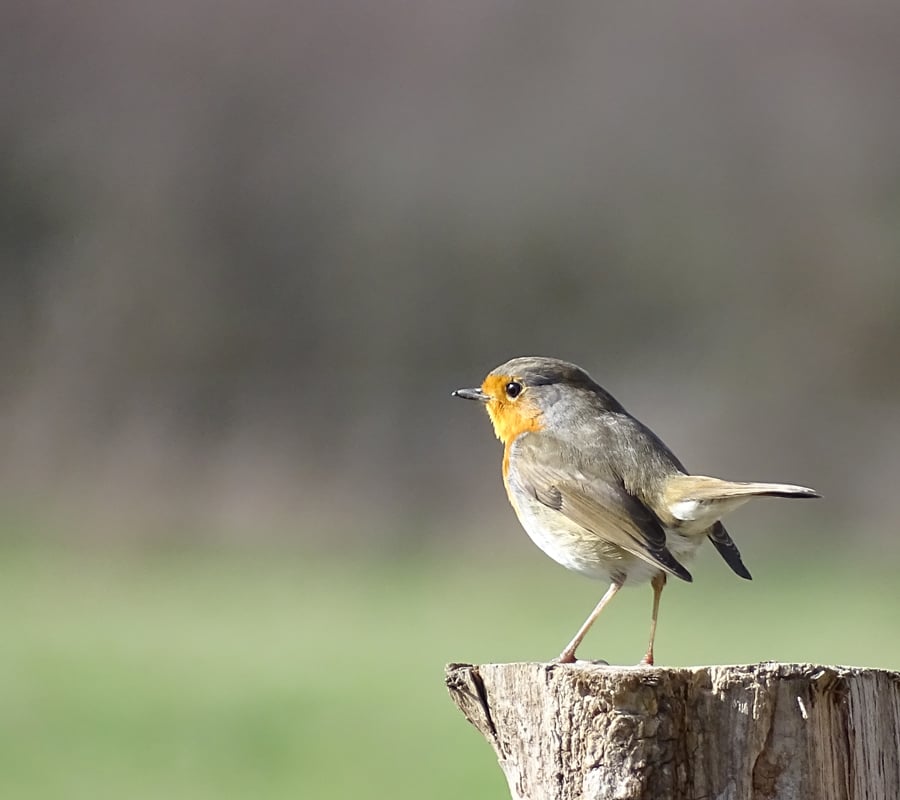 Visite "Le chant des oiseaux"
