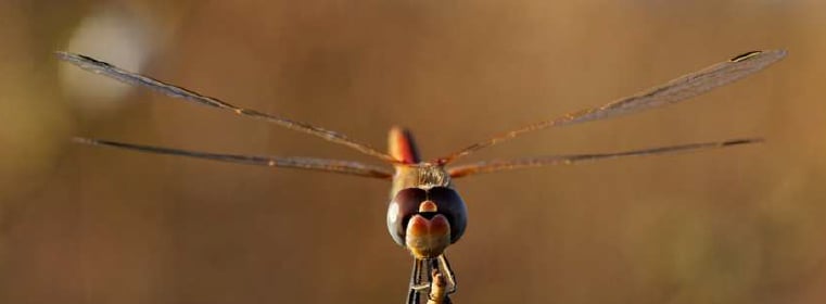 Entre deux mondes : la vie des libellules - Dimanche Nature