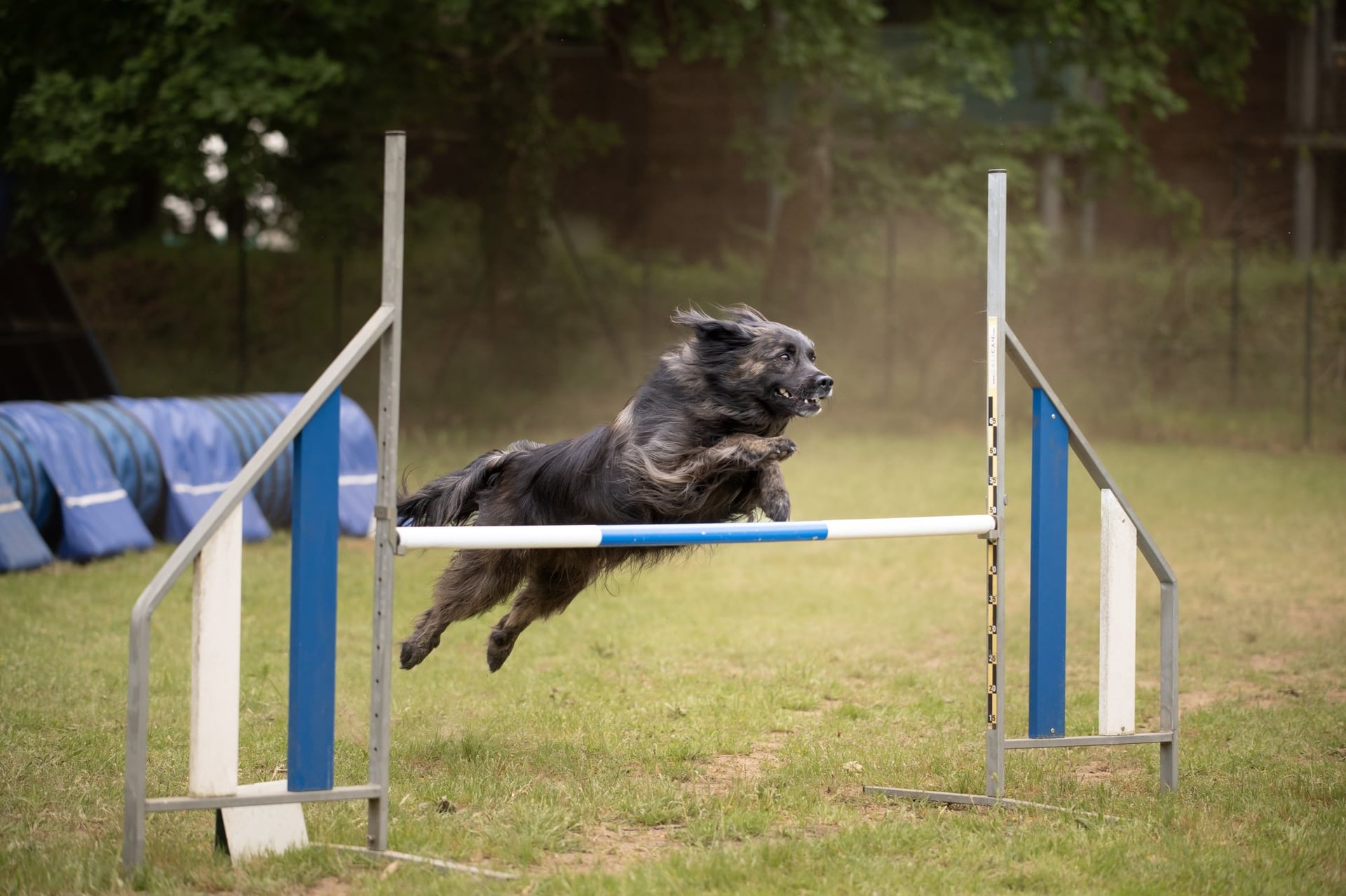 Concours agility dog