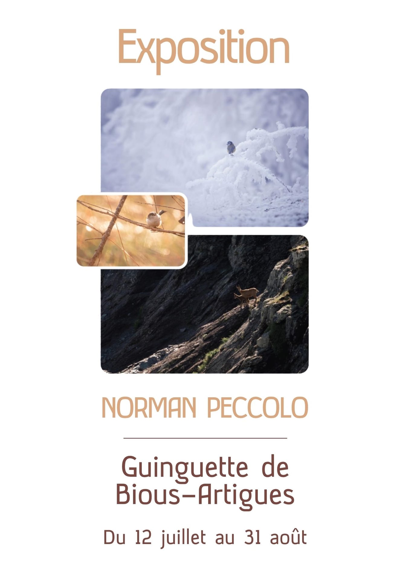 Vernissage d'exposition : Norman Peccolo - photographe sauvage