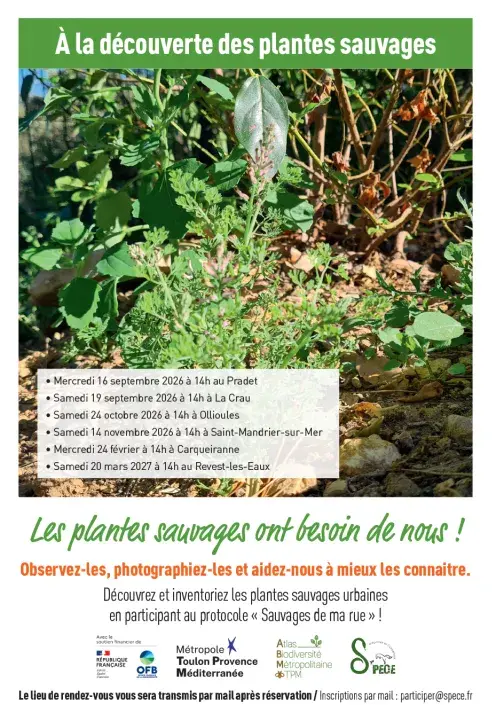 Sortie nature - À la découverte des plantes sauvages