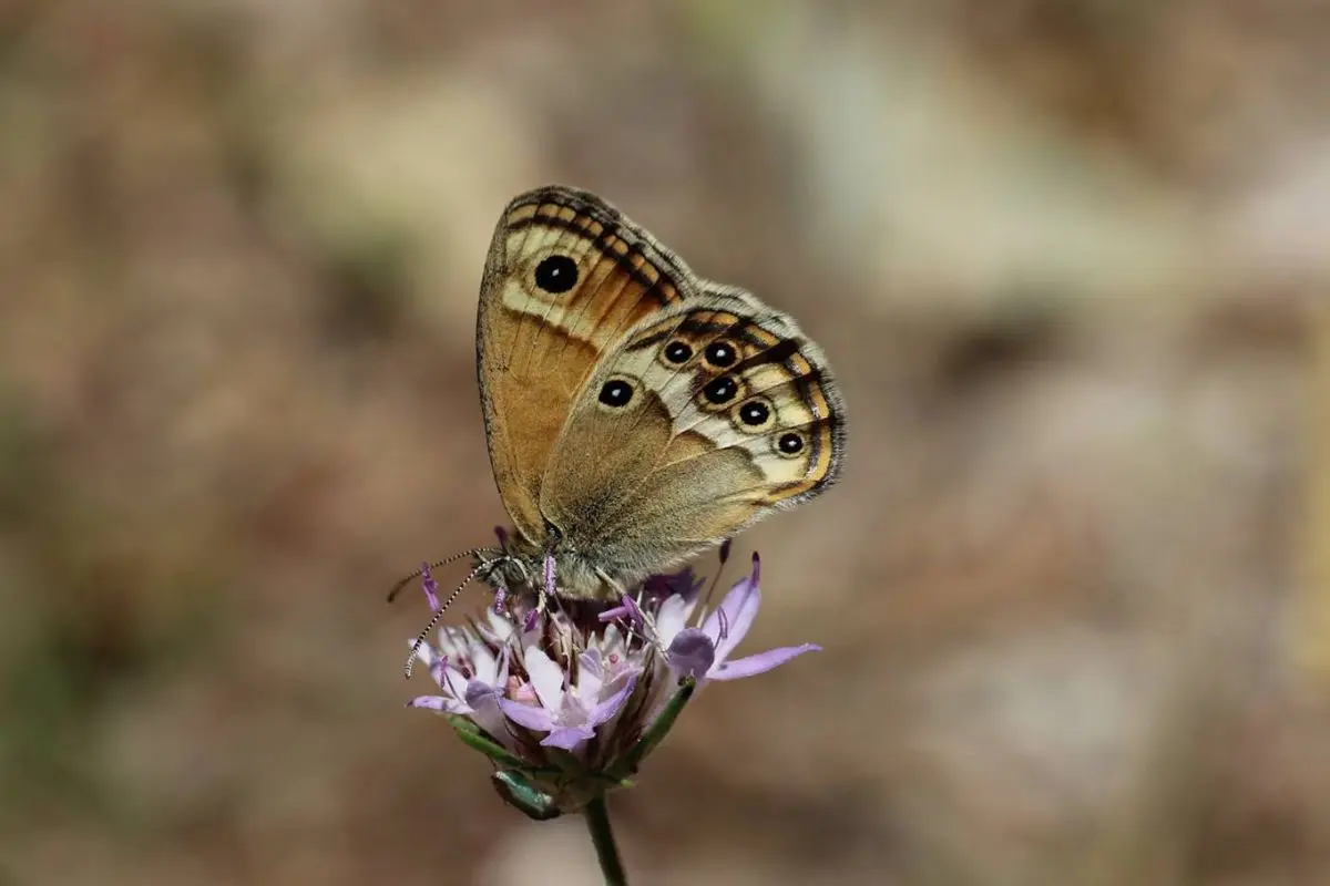 Un monde en couleurs, découverte du jardin à papillons