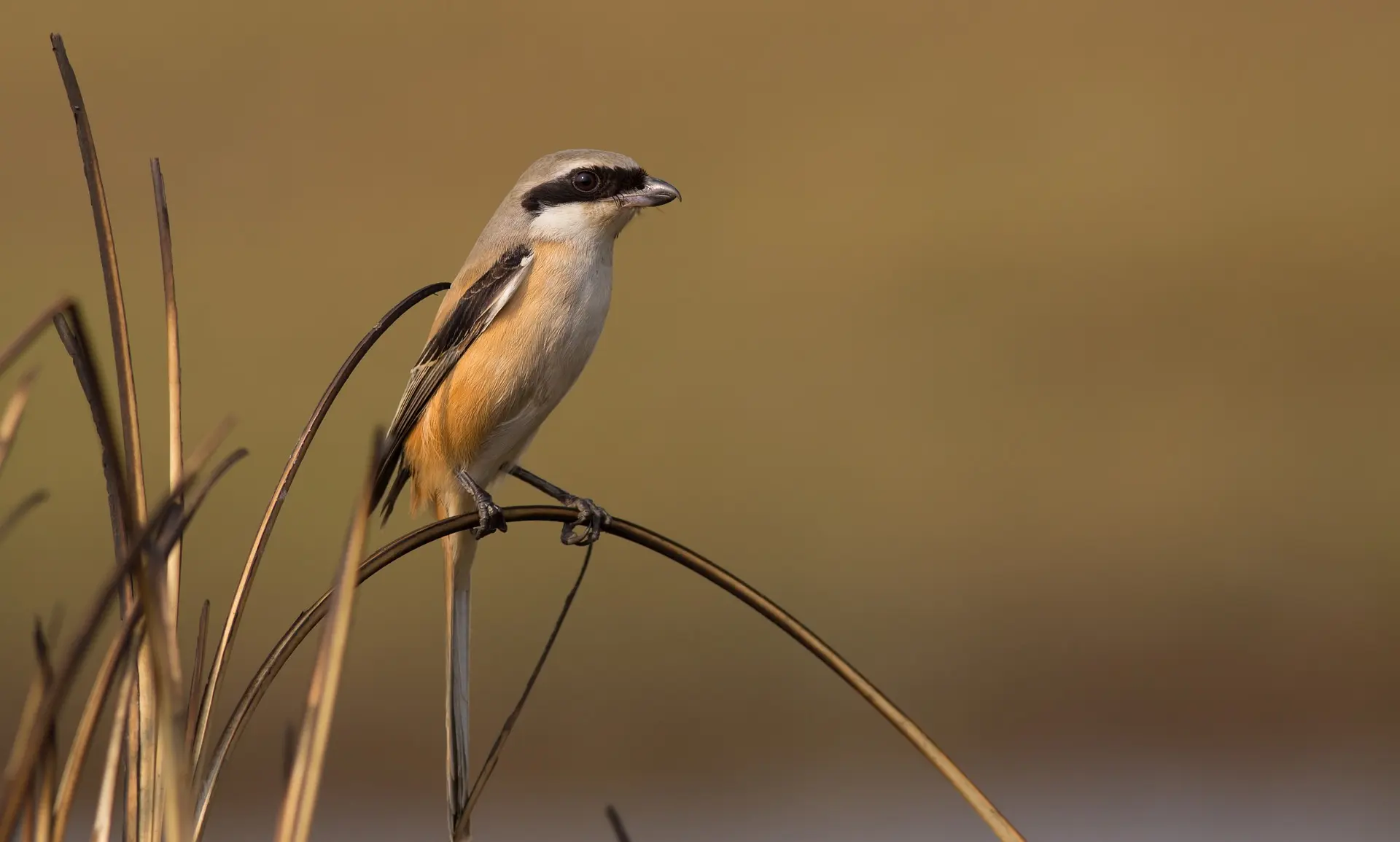 À la recherche de la Pie-grièche écorcheur