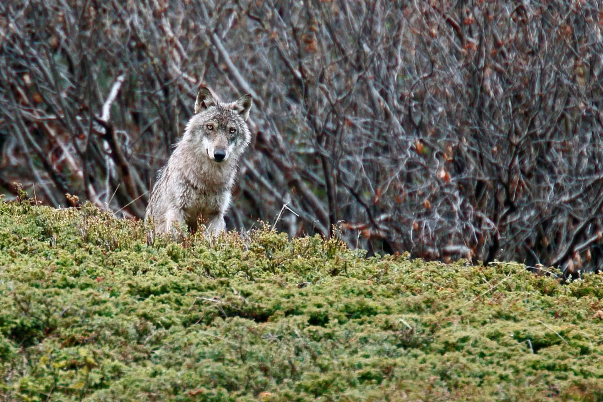 Ciné Casset : "Vivre avec les loups"