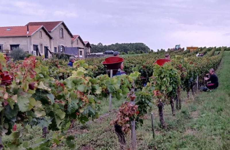 Fête des vendanges au vignoble Au pas du Cheval
