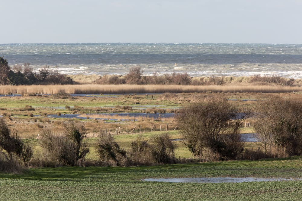 Mais qui se cache dans ce marais de Ver-sur-Mer/ Meuvaines ?