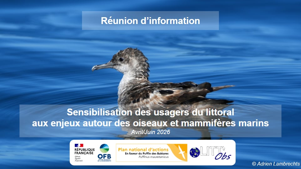 Réunion d’information – Oiseaux et Mammifères Marins