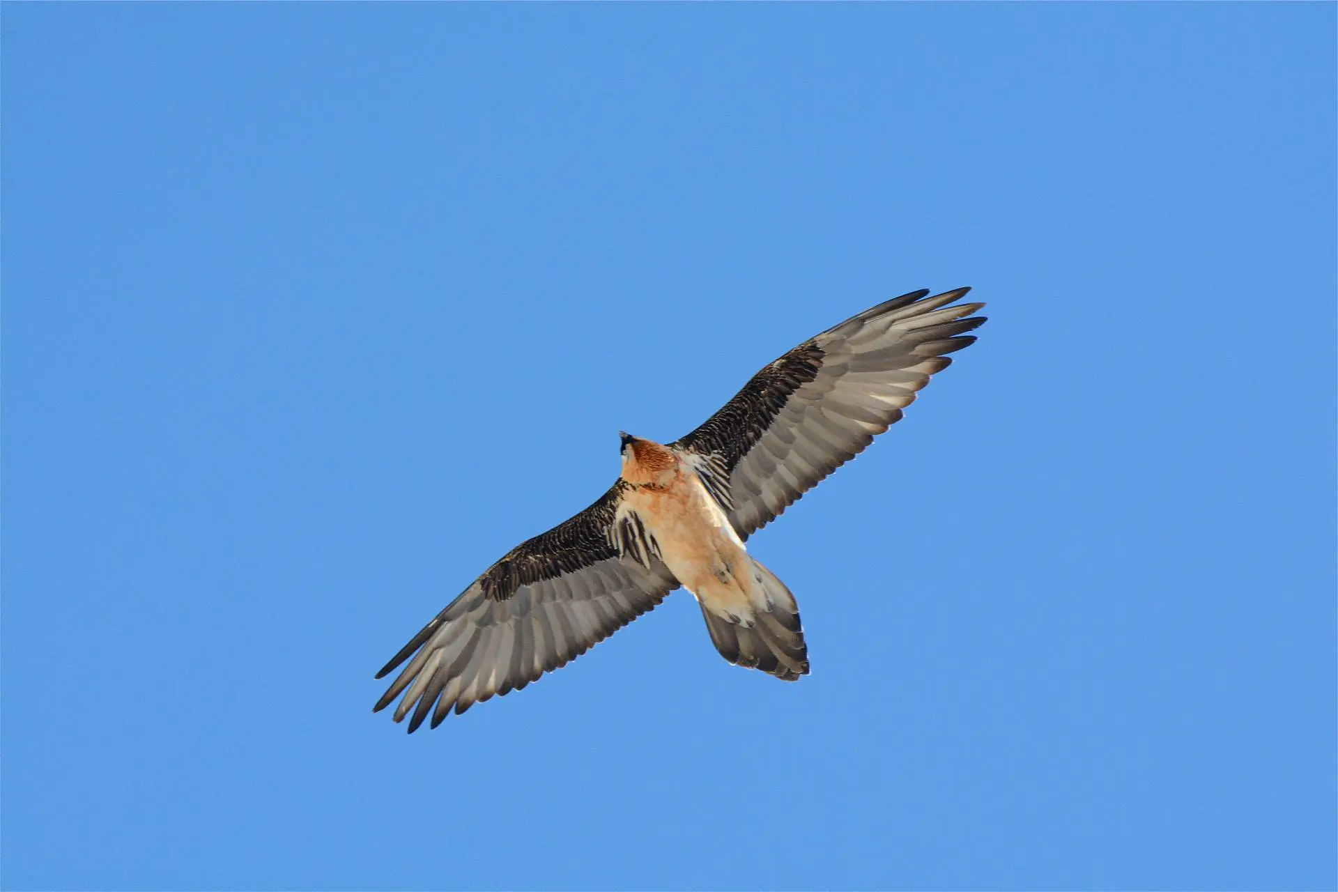 Escape Game gypaète