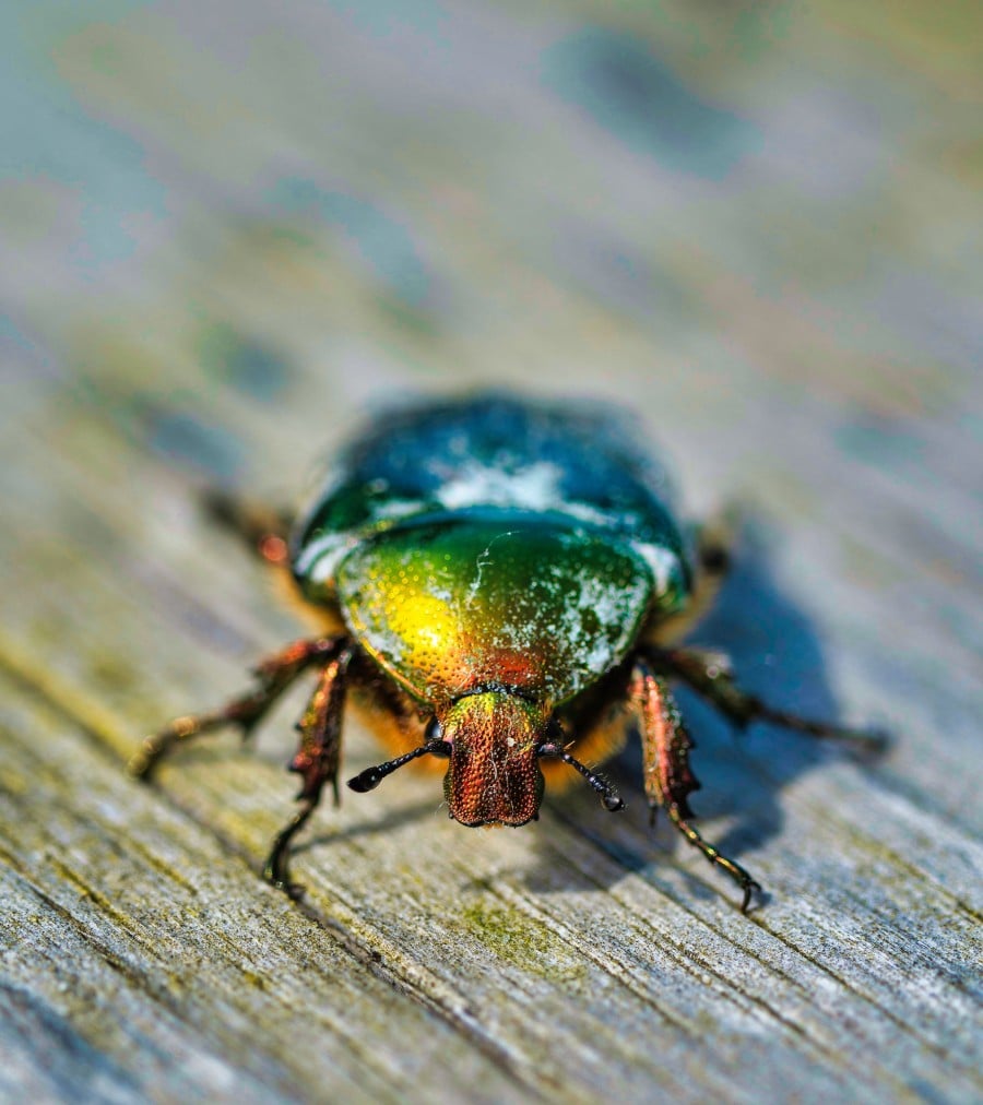Atelier enfant : incroyables insectes