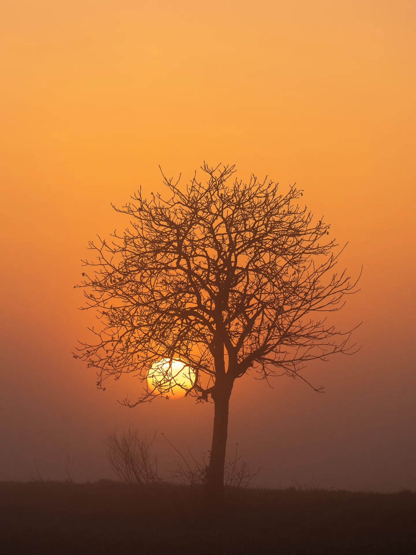 Exposition photo « LOS ARBRES »