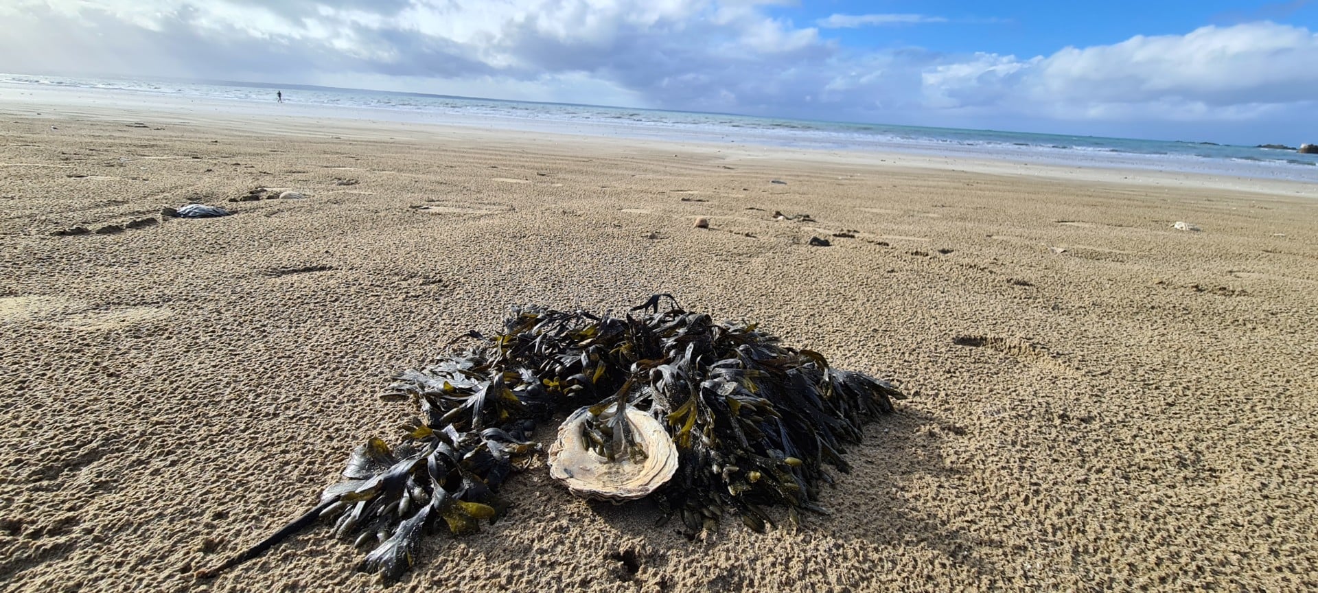 Balade nature – Les trésors de la plage
