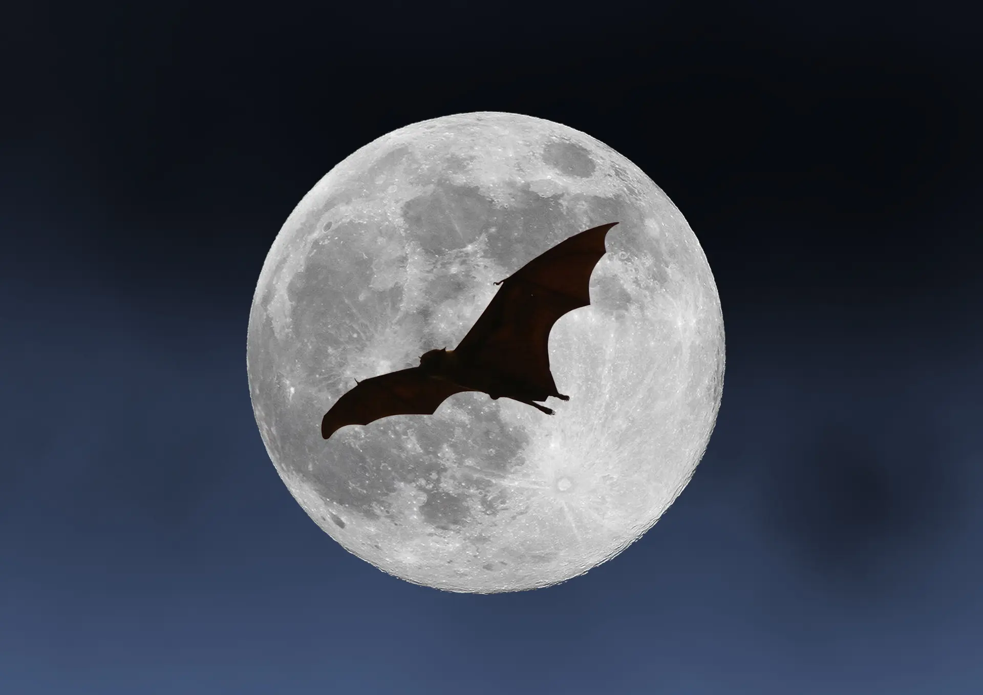 Nuit de la chauve-souris : Observation et balade contée