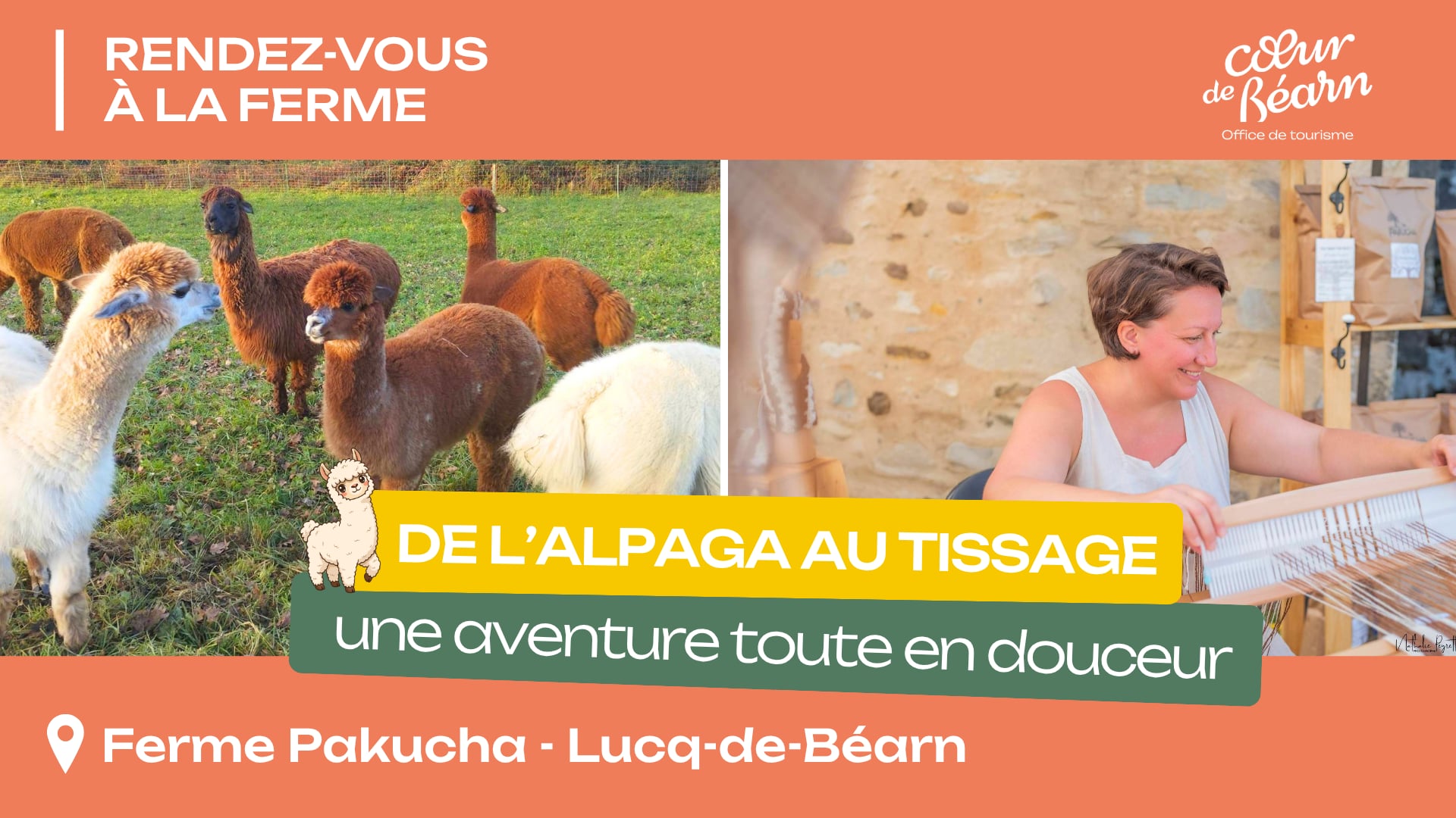 Rendez-vous à la ferme : De l'alpaga au tissage