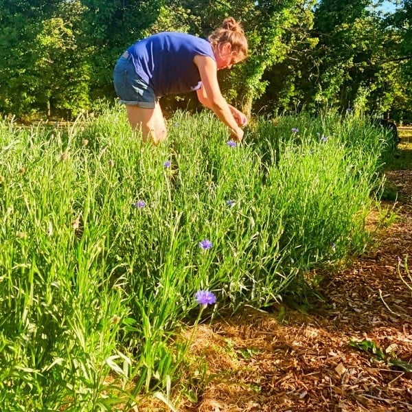 De la plante à la tisane