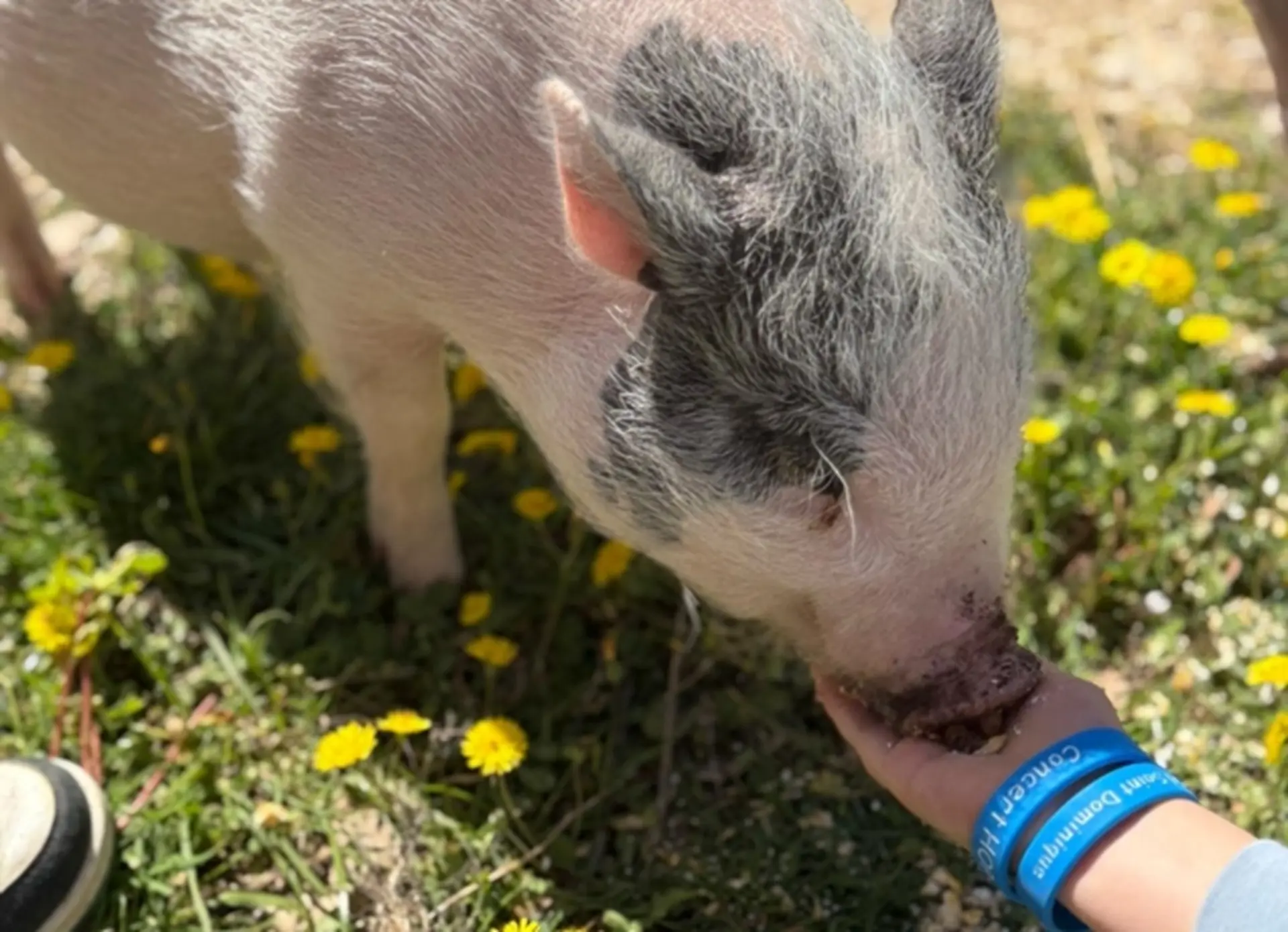Fermes pédagogiques : nourrissage des animaux