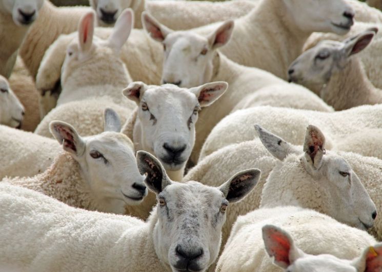 DE FERME EN FERME PIÈGE, LAURAGAIS, RAZÈS