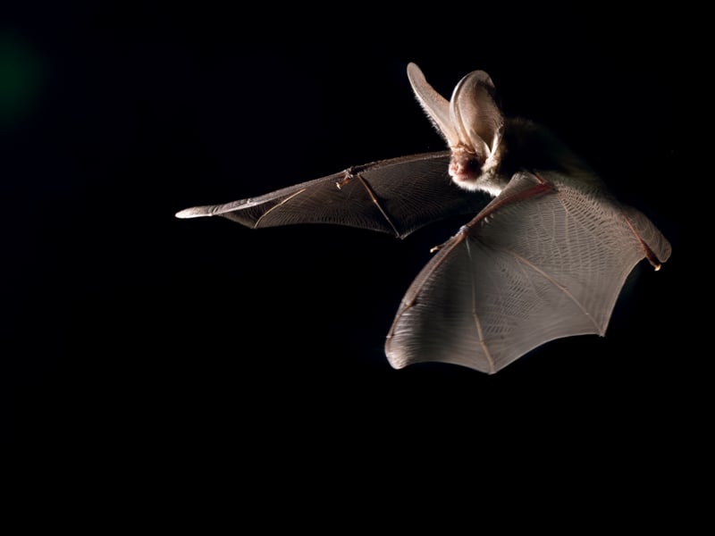 Rencontre avec les chauves-souris du sanctuaire