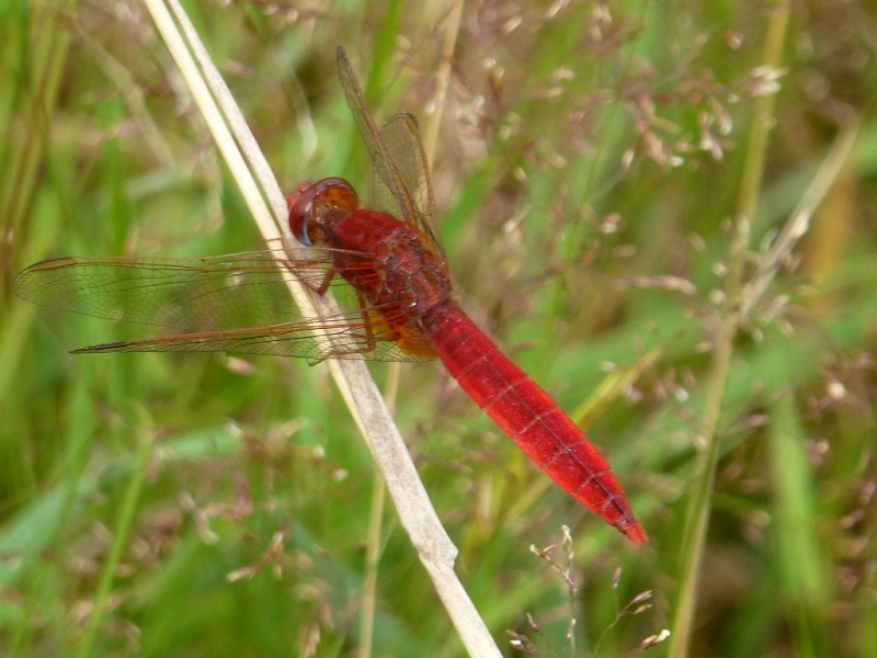 Libellules  et autres bêtes ailées sur l'étang Vieux