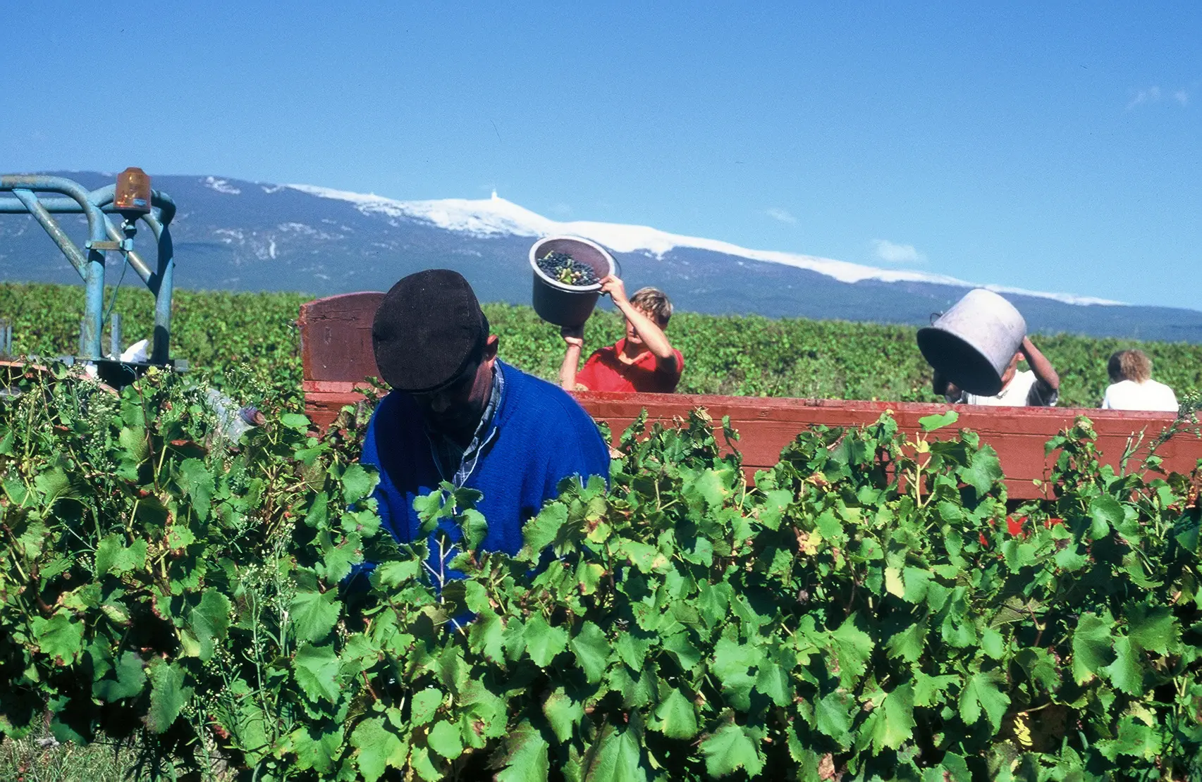Visite spéciale vendanges
