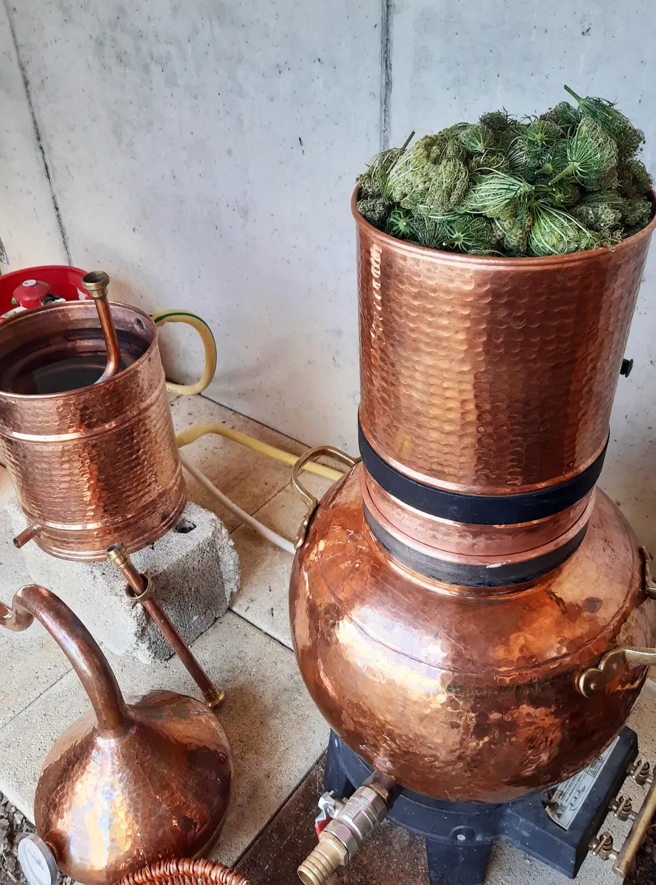 Atelier distillation de plantes médicinales
