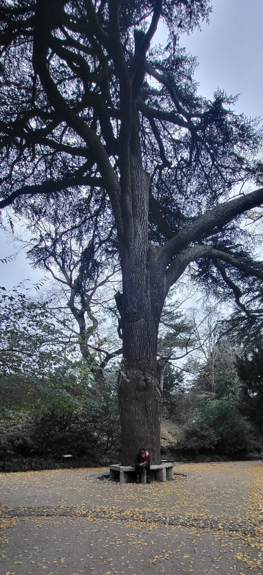 Patrimoine en lecture - Il restera l'arbre