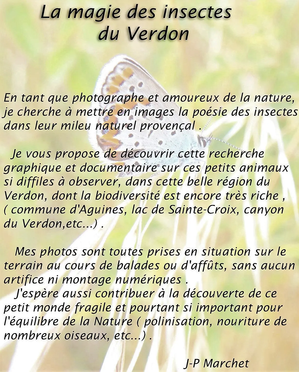 "La magie des insectes du Verdon" - exposition