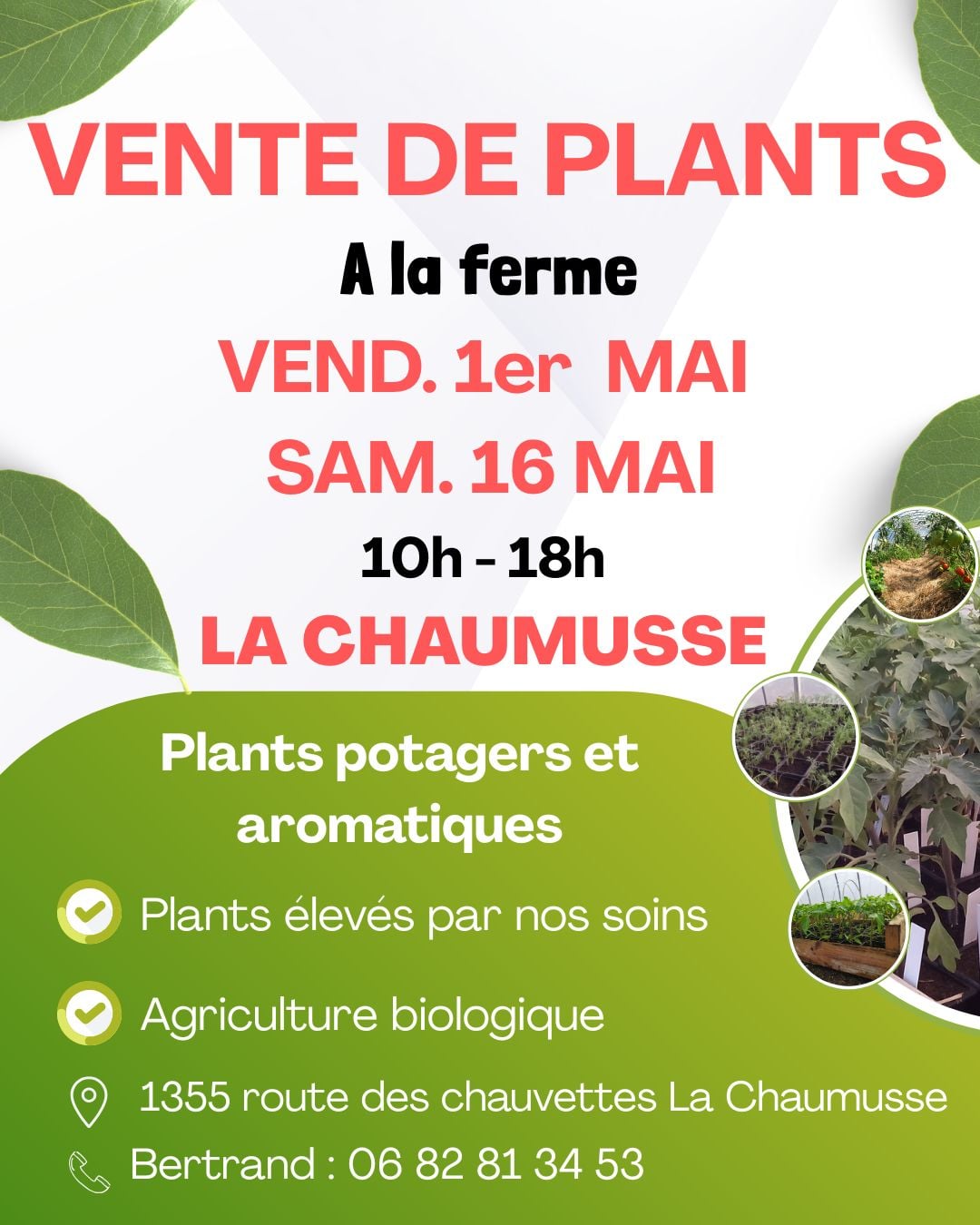 Vente de plants potagers et aromatiques à la ferme
